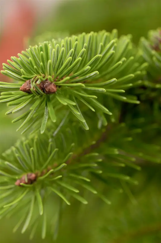 abies nordmanniana (20- 30cm) - afbeelding 1