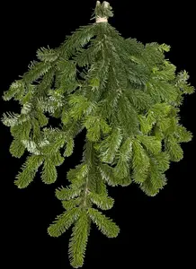 abies nordmanniana (20- 30cm) - afbeelding 5