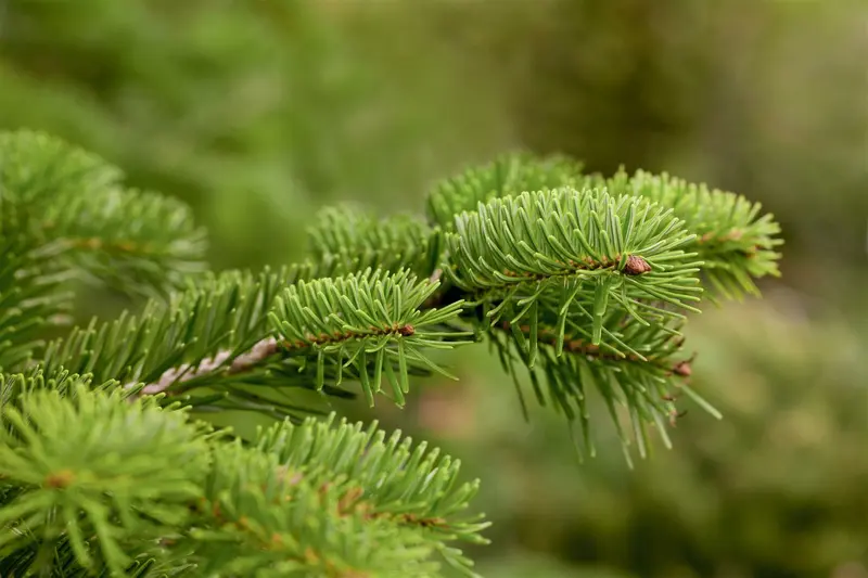 abies nordmanniana (20- 30cm) - afbeelding 2