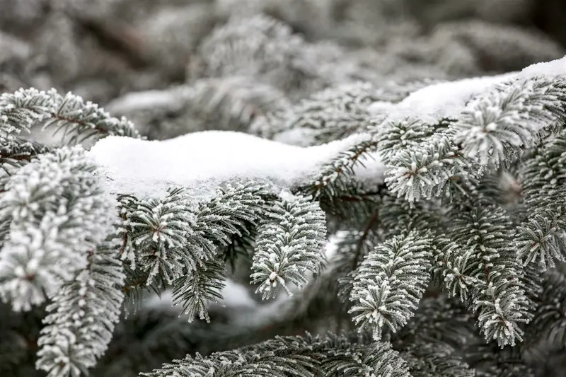 abies nordmanniana (20- 30cm) - afbeelding 3