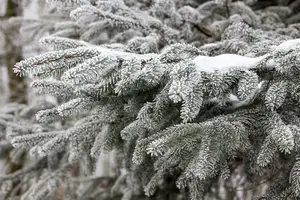 abies nordmanniana (20- 30cm) - afbeelding 4