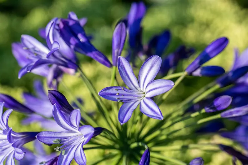 Agapanthus hybr. 'Northern Star'® P9 - afbeelding 2