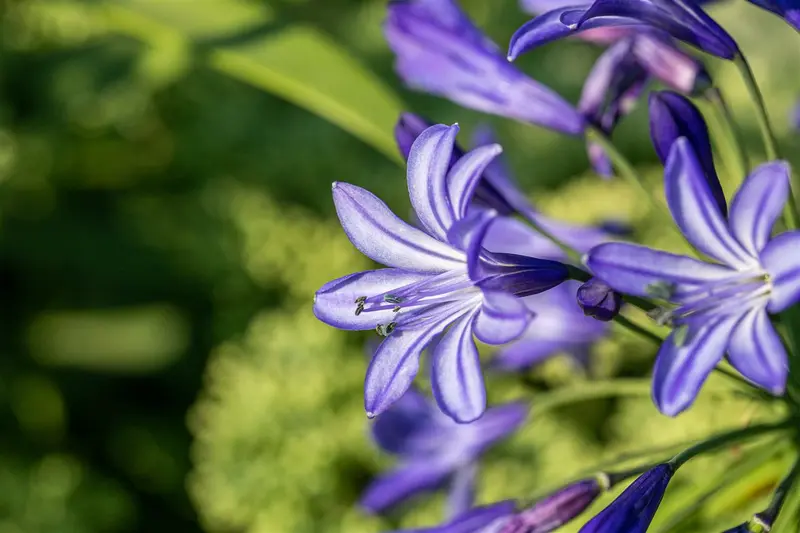 Agapanthus hybr. 'Northern Star'® P9 - afbeelding 3