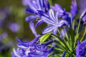 Agapanthus hybr. 'Northern Star'® P9 - afbeelding 1