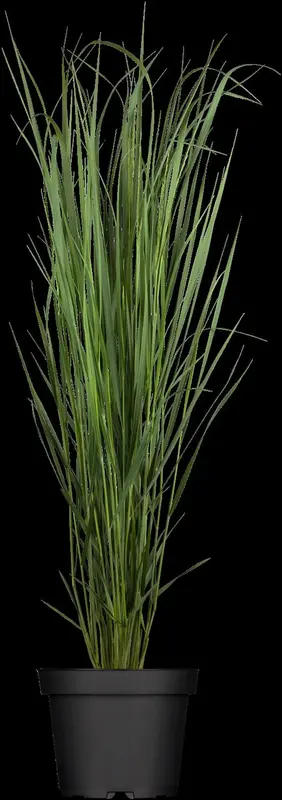 panicum virg. 'northwind' P11 - afbeelding 1