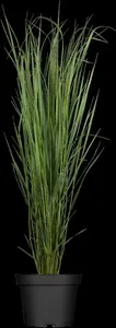 panicum virg. 'northwind' P11 - afbeelding 1