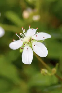 potentilla trid. 'nuuk' P11 - afbeelding 3