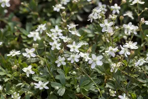 potentilla trid. 'nuuk' P11 - afbeelding 1