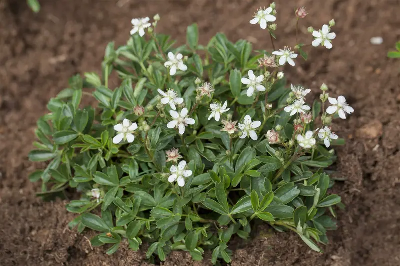 potentilla trid. 'nuuk' P11 - afbeelding 2