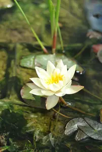 Nymphaea tetragona 'Pygmaea Helvola' P11