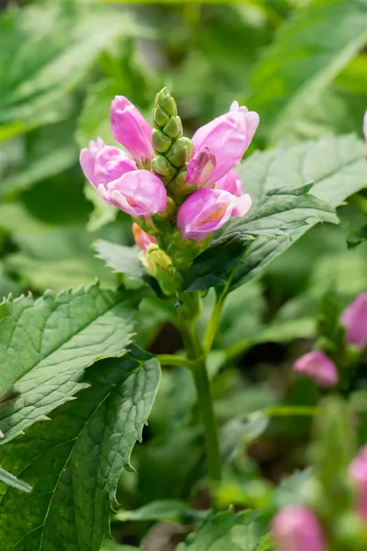 chelone obliqua P9 - afbeelding 4