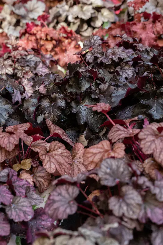 heuchera hybr. 'obsidian'® P9 - afbeelding 1