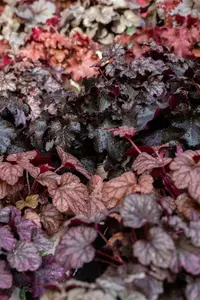 heuchera hybr. 'obsidian'® P9 - afbeelding 1