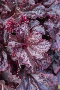 heuchera hybr. 'obsidian'® P9 - afbeelding 3