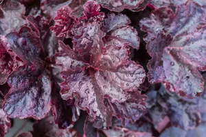 heuchera hybr. 'obsidian'® P9 - afbeelding 4