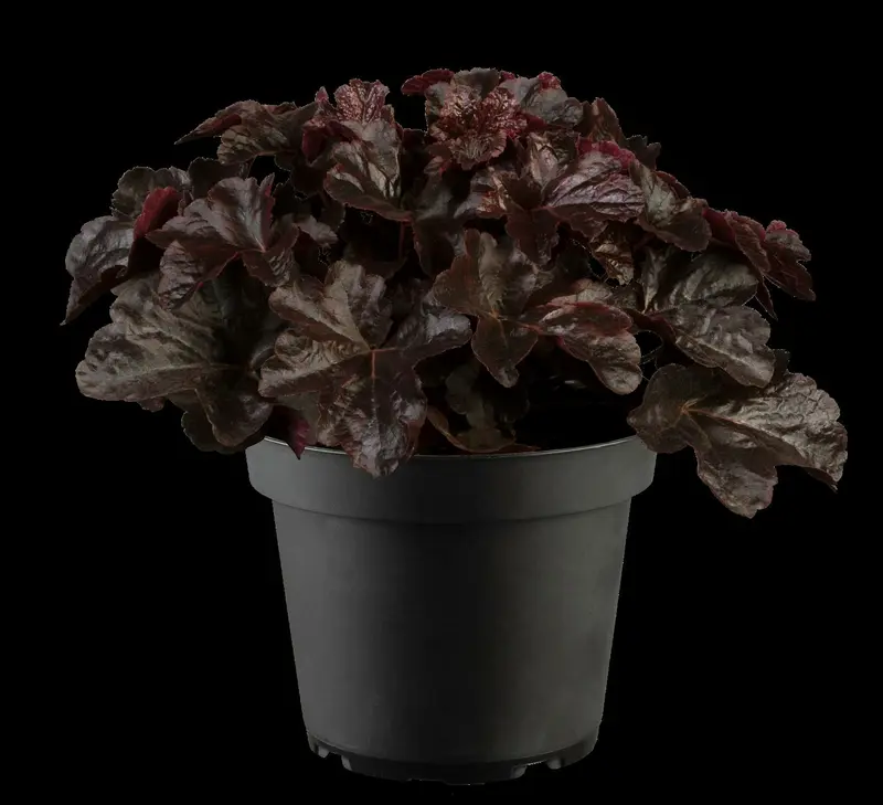 heuchera hybr. 'obsidian'® P9 - afbeelding 2