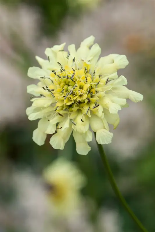 scabiosa ochroleuca P9