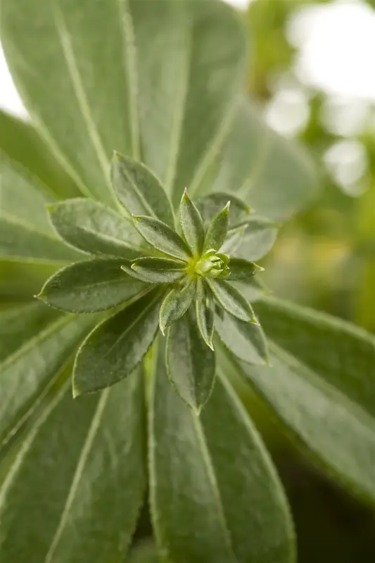 galium odoratum P11 - afbeelding 1