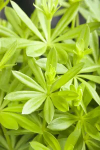 galium odoratum P11 - afbeelding 5