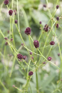 sanguisorba officinalis P11 - afbeelding 1