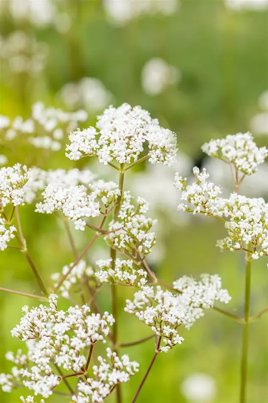 valeriana officinalis P11 - afbeelding 5