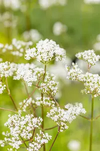 valeriana officinalis P11 - afbeelding 5