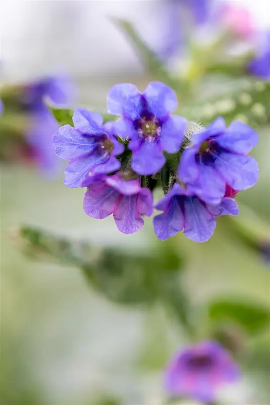 pulmonaria officinalis P9 - afbeelding 5