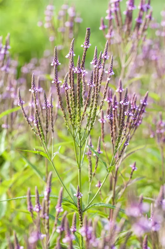 verbena officinalis P9