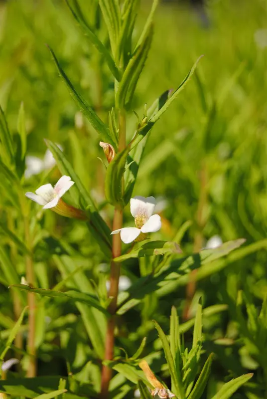 gratiola officinalis P9