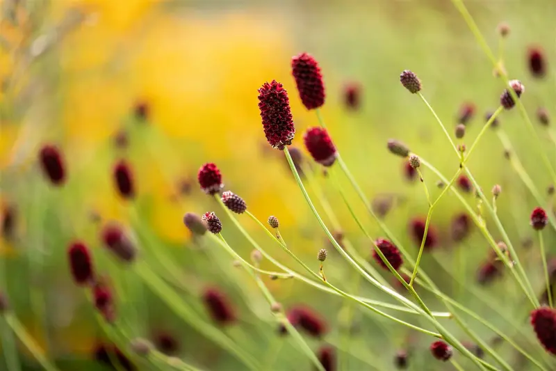 sanguisorba officinalis P11 - afbeelding 2