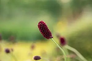 sanguisorba officinalis P11 - afbeelding 3