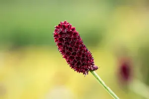 sanguisorba officinalis P11 - afbeelding 4