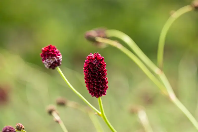 sanguisorba officinalis P11 - afbeelding 5