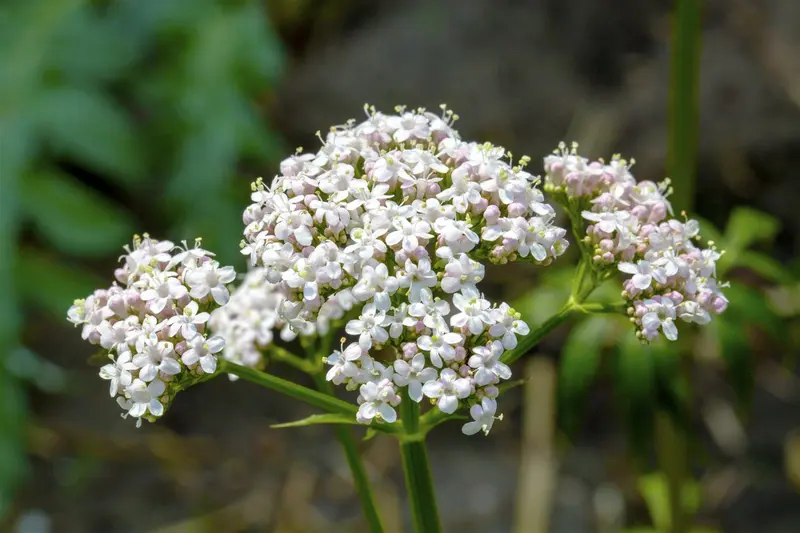 valeriana officinalis P11 - afbeelding 3