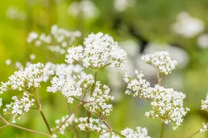 valeriana officinalis P11 - afbeelding 4