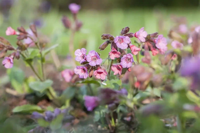 pulmonaria officinalis P9 - afbeelding 1