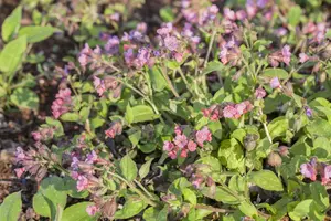 pulmonaria officinalis P9 - afbeelding 2