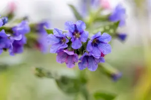 pulmonaria officinalis P9 - afbeelding 4