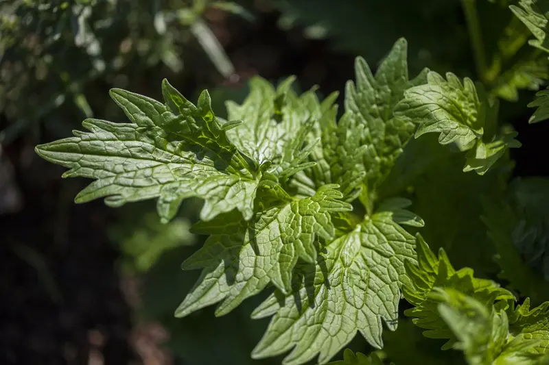 valeriana officinalis P9 - afbeelding 2