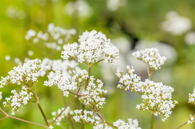 valeriana officinalis P9 - afbeelding 4