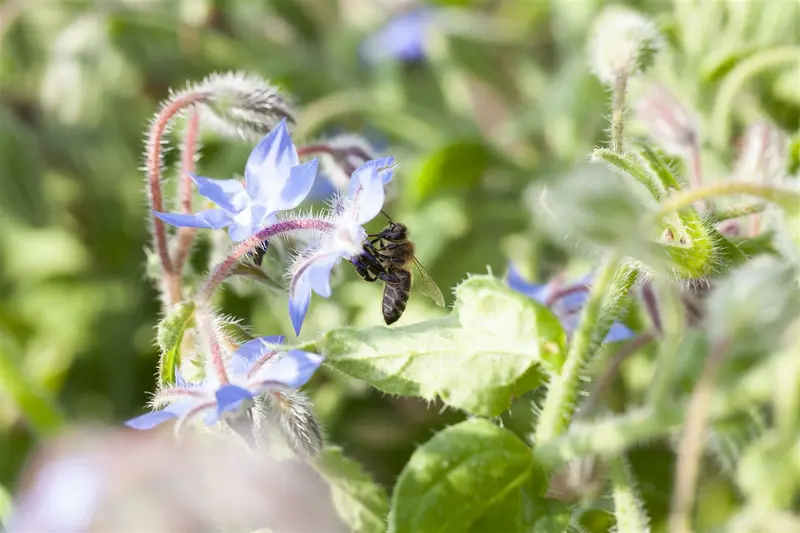 borago officinalis P9 - afbeelding 1