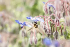 borago officinalis P9 - afbeelding 2