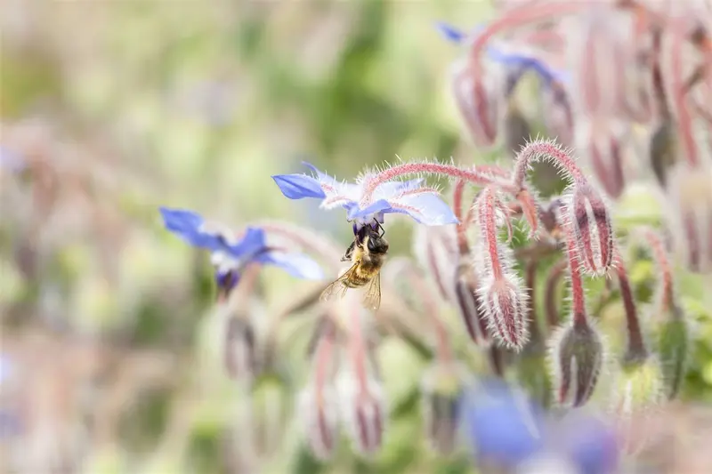 borago officinalis P9 - afbeelding 3