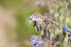 borago officinalis P9 - afbeelding 4