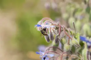 borago officinalis P9 - afbeelding 5