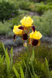 iris (germ.) 'ola kala' P9 - afbeelding 1