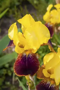 iris (germ.) 'ola kala' P9 - afbeelding 2