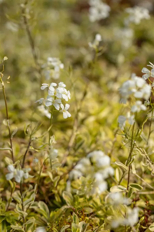 arabis ferd.-coburgii 'old gold' P10.5 - afbeelding 2