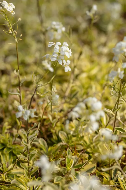 arabis ferd.-coburgii 'old gold' P10.5 - afbeelding 3