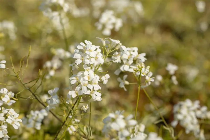 arabis ferd.-coburgii 'old gold' P10.5 - afbeelding 4